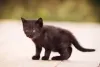 Sexta-feira 13: cuidado com gato preto inclui telar todas as janelas da casa.