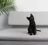Sexta-feira 13: gato preto deve ficar em casa, protegido de ações violentaso