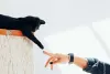 Na Alemanha, cruzar com um gato preto é sinal de sorte