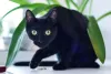 Sexta-feira 13: gato ainda é alvo de superstição que surgiu na Idade Média.