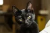 Gatos: sexta-feira 13 ou qualquer dia é um dia de sorte para quem tem um pet!