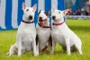 Três Bull Terriers lado a lado