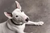 Bull Terrier deitado olhando para cima
