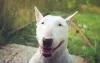 Bull Terrier feliz com a boca aberta