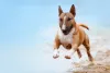 Bull Terrier pulando