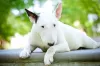 Bull Terrier deitado ao ar livre