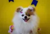 Fotos de cachorros fofos: com a língua para fora, parece que estão sorrindo!