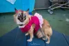 Imagens de cachorro: animal pode usar acessórios, tornando o registro mais dinâmico!