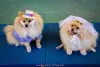 Fotos de cachorros fazem muito sucesso nas redes sociais! Quem resiste?