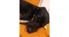 Já viu um cachorro dormindo com a linguinha de fora? O Bartô é expert nisso!