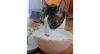 Quem disse que gato não pode ser hidratado