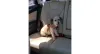A Nina, mesmo animada, é uma cachorrinha muito comportada
