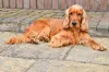 O Cocker Spaniel Inglês tem o focinho mais alongado e cabeça redonda