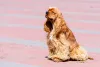 O Cocker Spaniel Americano é fisicamente menor do que o Inglês