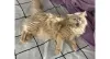 Além de ser bem peludinha, a Ravena fica ainda mais apaixonante com a língua de fora!