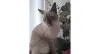 É foto de linguinha que você quer