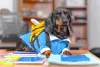 Estilo para cachorro ir a creche? Temos!