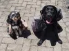 Cada cão deve levar suas coisinhas em uma mochila para ficar no hotel de cachorro