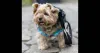 Até as raças menores precisam de uma mochila de cachorro
