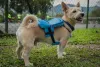 Tem mochila de cachorro para todos os tamanhos!