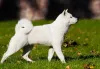 O cão Hokkaido tem porte médio e o rabinho enrolado