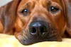 Cachorro com nariz gelado é algo comum para a espécie
