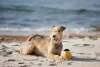 A bolinha de cachorro sempre proporciona muita diversão. A de pelúcia é indicada para cães mais delicados.