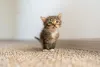 Foto de gato filhote sempre mostra o quanto esses bichanos são fofos