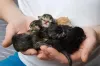 Filhotes de gato recém-nascidos também merecem estar nessa galeria