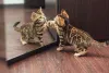 Os gatos filhotes de raça também encantam, que nem esse Bengal filhote