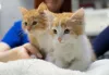 Nessa fase, o filhote de gato precisa de acompanhamento veterinário constante