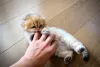 O filhote de gato costuma brincar com tudo - até com a mão do tutor!