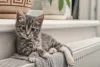 Para o gato filhote não morder a mão do dono, é bom ter vários brinquedos por perto