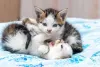 Filhote de gato se diverte mais ainda quando tem a companhia do irmão