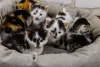 Os filhotes de gato passam pela primeira socialização no contato com a ninhada