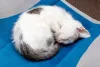 O filhote de gato retribui todo o carinho que recebe do tutor