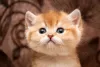 Esse filhote de gato laranja se mostra