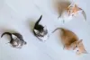 Uma ninhada de gato filhote costuma ter de 4 a 8 filhotes!