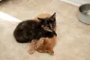Muitos filhotes de gato que cresceram juntos se tornam inseparáveis