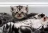 Filhotes de gato são mais felizes quando são adotados junto do irmão