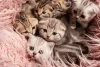 Com vários filhotes de gato juntos, não falta amor e carinho