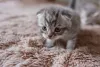 Adotar um filhote de gato é um ato de muito amor e carinho pelos bichinhos!