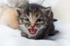 O miado de gato filhote sempre quer dizer alguma coisa, saiba ouvir o bichano