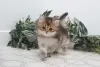 Todos os filhotes de gato merecem um lar!