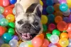 Piscina de bolinhas para cachorro: o sonho de todo tutor. Os peludos também amam!