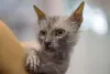 A história do gato Lykoi começou em 2010, nos Estados Unidos
