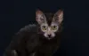 Lykoi em grego quer dizer lobo