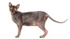 O Lykoi não descende do Sphynx ou Devon Rex, mesmo com as semelhanças
