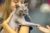 Lykoi: falta de pelos nas patas é outra característica da raça