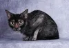 Os olhos do Lykoi também são diferentes: redondos, grandes e amarelos